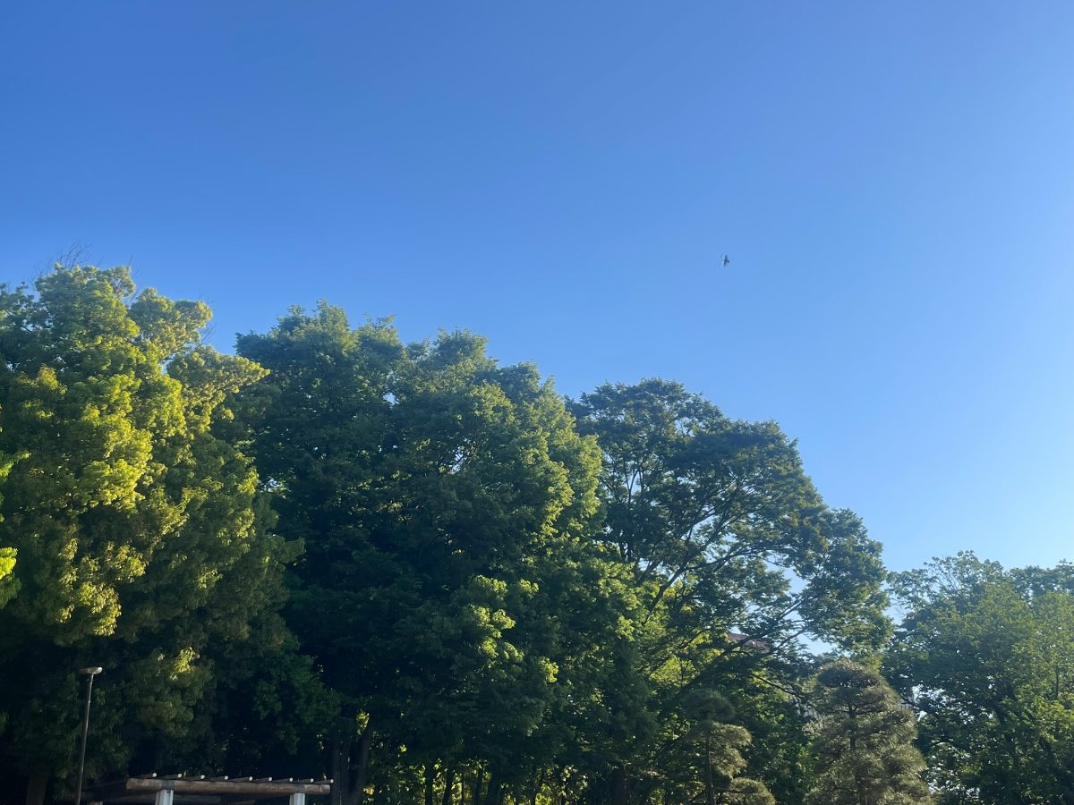 後谷公園 青空と緑豊かな樹木の上空を飛ぶ鳥